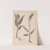Herbier de la flore française Pl.1044 (1867-1876) by Louis Antoine Cusin