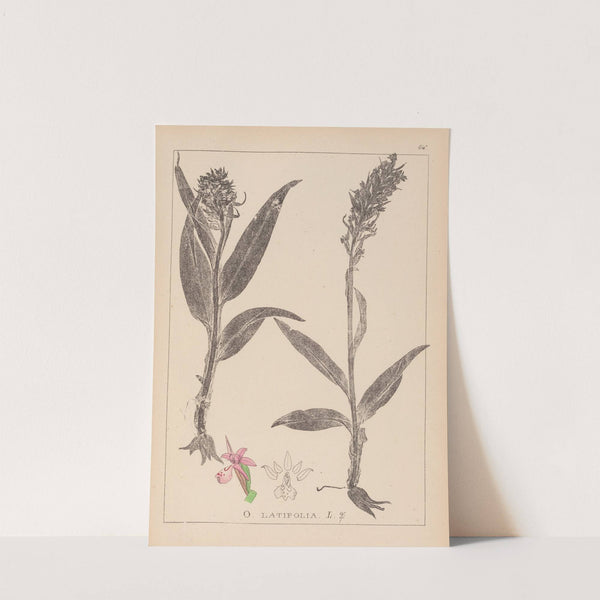 Herbier de la flore française Pl.1044 (1867-1876) by Louis Antoine Cusin