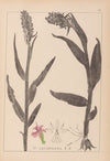 Herbier de la flore française Pl.1045