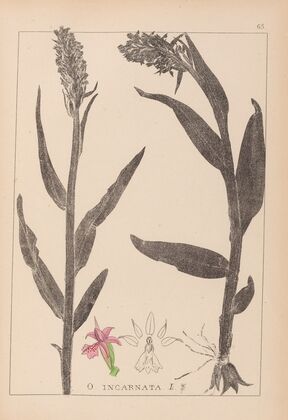 Herbier de la flore française Pl.1045