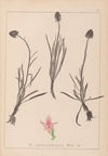 Herbier de la flore française Pl.1047 (1867-1876)