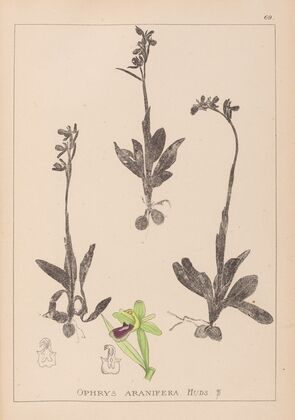 Herbier de la flore française Pl.1048 (1867-1876)