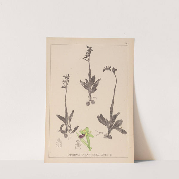 Herbier de la flore française Pl.1048 (1867-1876) by Louis Antoine Cusin