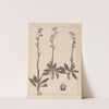 Herbier de la flore française Pl.1049 (1867-1876) by Louis Antoine Cusin