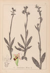 Herbier de la flore française Pl.1050 (1867-1876)