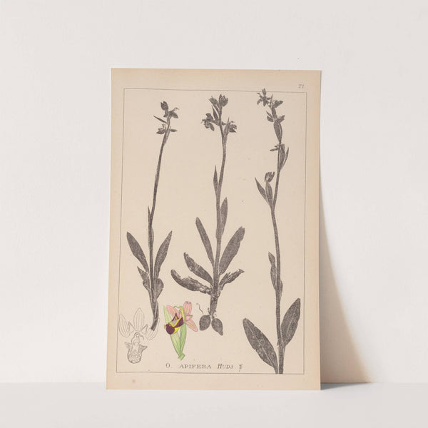 Herbier de la flore française Pl.1050 (1867-1876) by Louis Antoine Cusin