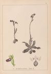 Herbier de la flore française Pl.1051 (1867-1876)