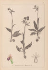 Herbier de la flore française Pl.1052 (1867-1876)