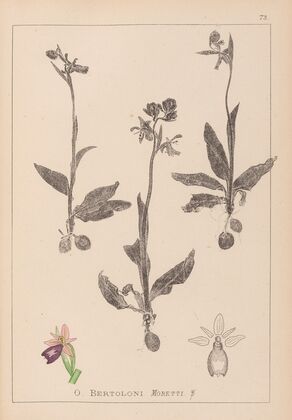 Herbier de la flore française Pl.1052 (1867-1876)