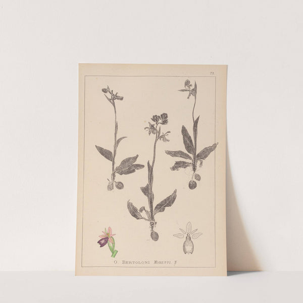 Herbier de la flore française Pl.1052 (1867-1876) by Louis Antoine Cusin