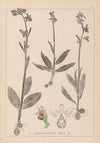 Herbier de la flore française Pl.1054
