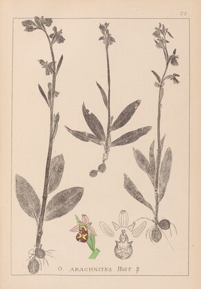 Herbier de la flore française Pl.1054