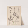 Herbier de la flore française Pl.1054 by Louis Antoine Cusin