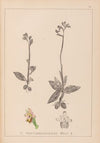 Herbier de la flore française Pl.1055