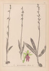 Herbier de la flore française Pl.1056