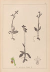 Herbier de la flore française Pl.1058