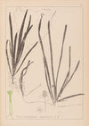 Herbier de la flore française Pl.1062