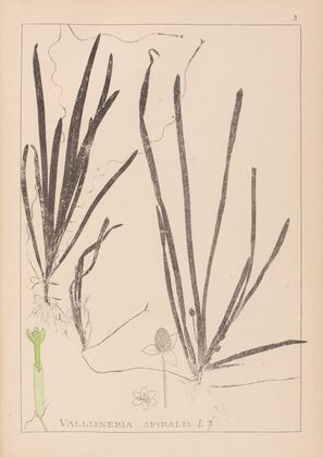 Herbier de la flore française Pl.1062