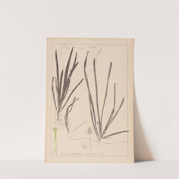 Herbier de la flore française Pl.1062 by Louis Antoine Cusin