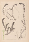 Herbier de la flore française Pl.1063