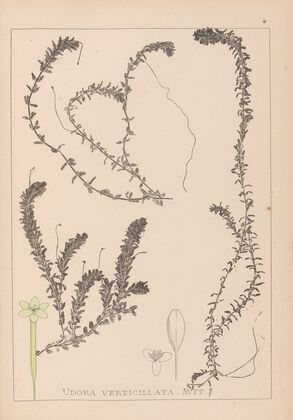 Herbier de la flore française Pl.1063