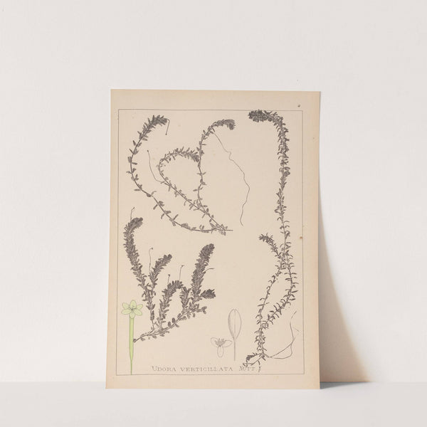 Herbier de la flore française Pl.1063 by Louis Antoine Cusin
