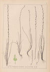 Herbier de la flore française Pl.1064
