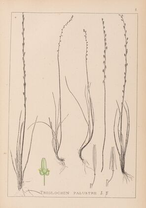 Herbier de la flore française Pl.1064