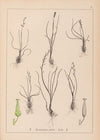 Herbier de la flore française Pl.1065