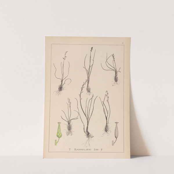 Herbier de la flore française Pl.1065 by Louis Antoine Cusin