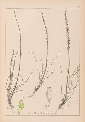 Herbier de la flore française Pl.1066