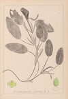 Herbier de la flore française Pl.1068