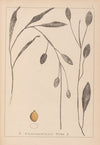 Herbier de la flore française Pl.1070