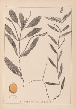 Herbier de la flore française Pl.1072