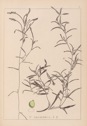 Herbier de la flore française Pl.1073