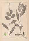 Herbier de la flore française Pl.1075