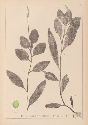 Herbier de la flore française Pl.1075