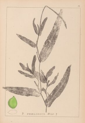 Herbier de la flore française Pl.1078