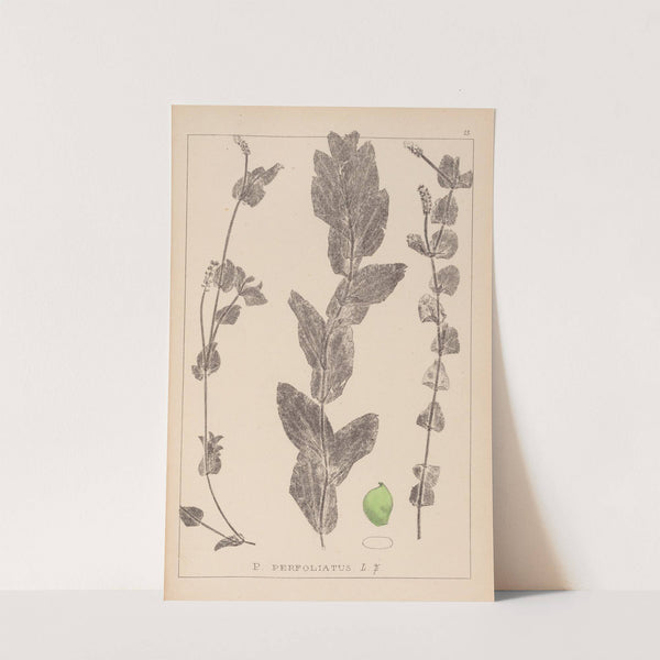 Herbier de la flore française Pl.1079 (1867-1876) by Louis Antoine Cusin