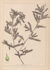 Herbier de la flore française Pl.1080