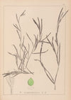 Herbier de la flore française Pl.1081
