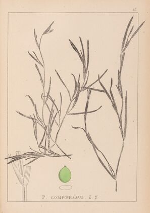 Herbier de la flore française Pl.1081