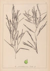 Herbier de la flore française Pl.1082
