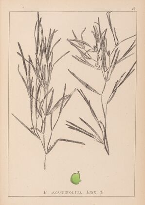Herbier de la flore française Pl.1082