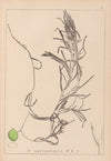 Herbier de la flore française Pl.1083