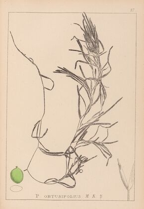 Herbier de la flore française Pl.1083