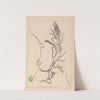 Herbier de la flore française Pl.1083 (1867-1876) by Louis Antoine Cusin
