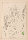 Herbier de la flore française Pl.1086