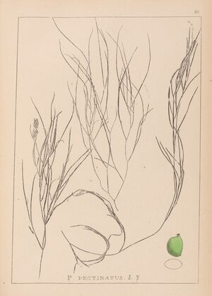 Herbier de la flore française Pl.1086