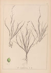 Herbier de la flore française Pl.1087